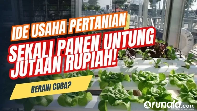 Peluang Usaha Pertanian Sekali Panen Untung Jutaan Rupiah Mau Coba