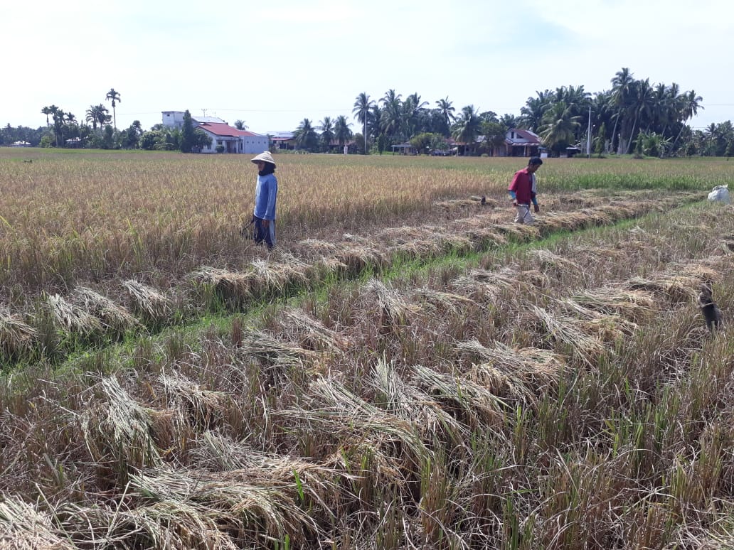 Petani terpaksa memanen sebagian tanaman padinya karena terserang hama wereng dan keong mas