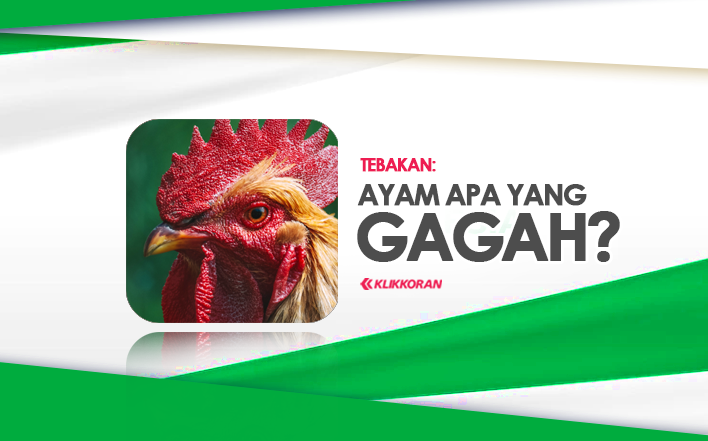 TEBAKAN, Ayam Apa yang Gagah, (TTS) Coba Tebak Teka-teki Lucu Ini!/klikkoran.com