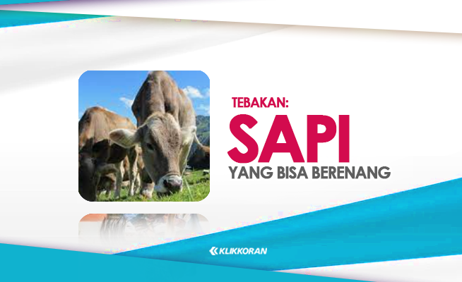 TTS: Sapi Sapi Apa yang Bisa Berenang? Jawaban Teka Teki Ini Begitu Sulit Guys! (foto: Klikkoran.com)