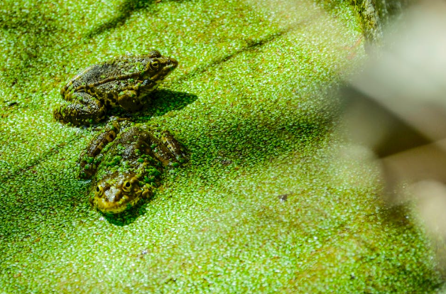 TTS Sayur yang Bisa Menirukan Suara Kodok, Coba Tebak! (foto: Ozge Karabal/pexels)