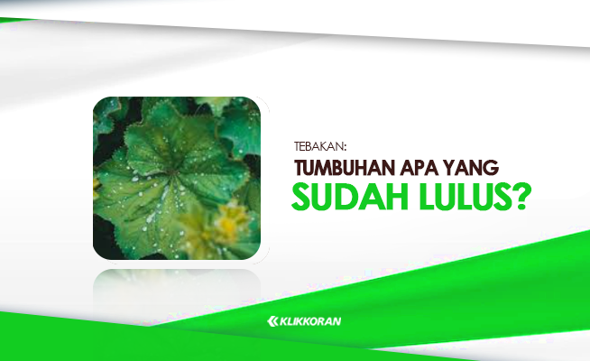 Tts Tumbuhan Yang Udah Lulus Apa Itu Cek Penjelasan Teka Teki Ini Klikkoran 1086