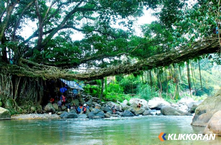 Ilustrasi Jembatan Akar Bayang (Foto: mongabay.co.id)