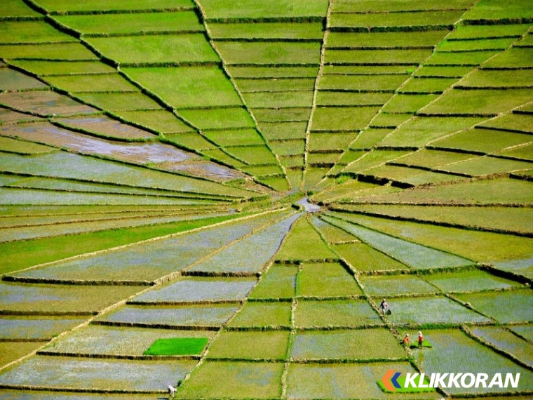 Sawah Lingko (foto: Mongabay)