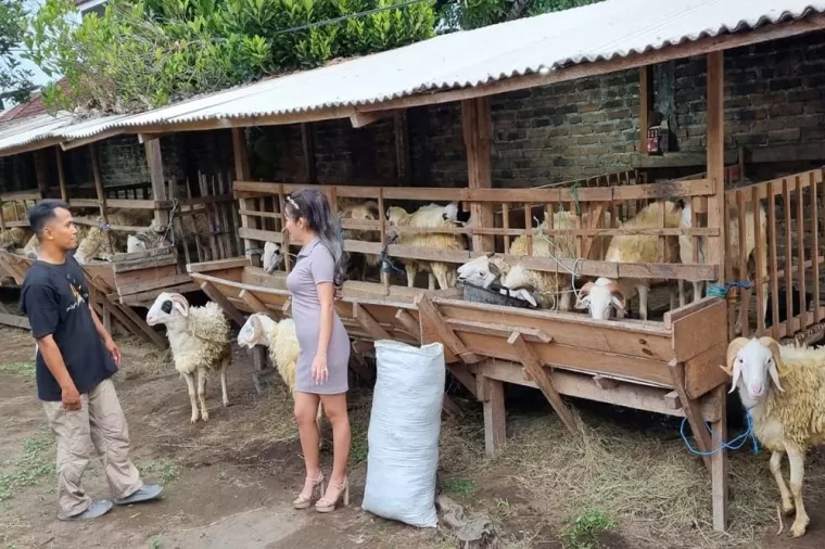 Gunakan SPG cantik, hewan kurban pedagang kambing di Bantul laris manis. (Foto: Jogjapolitan)