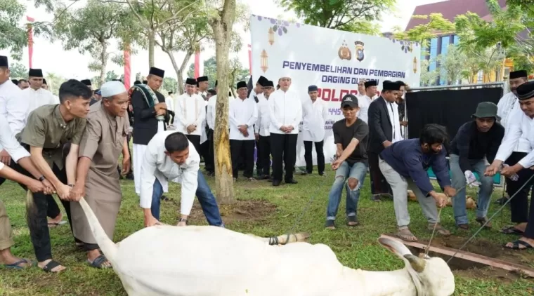Berbobot Hampir 1 Ton, Sapi Kurban Bantuan Jokowi di Pekanbaru Jadi Tontonan Warga