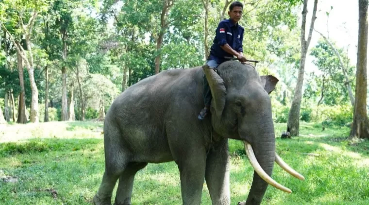 Konflik Gajah dengan Manusia Kembali Terjadi di Kampar, BBKSDA Riau Cek Lokasi