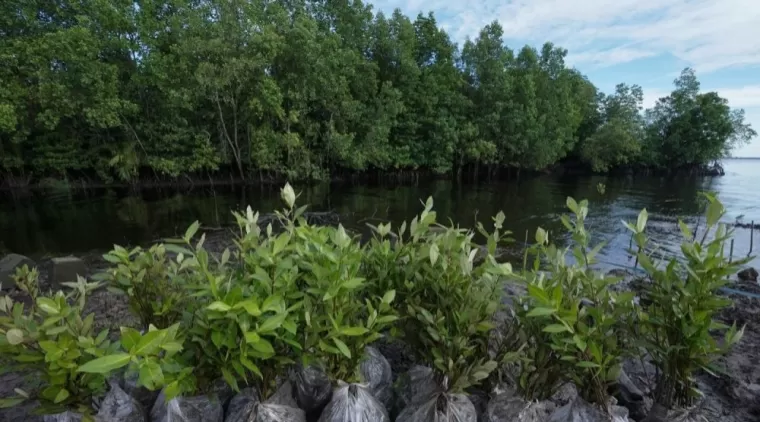 Tiga Personel Lanud Rsn Mendampingi BRGM Inventarisasi Mangrove di Riau