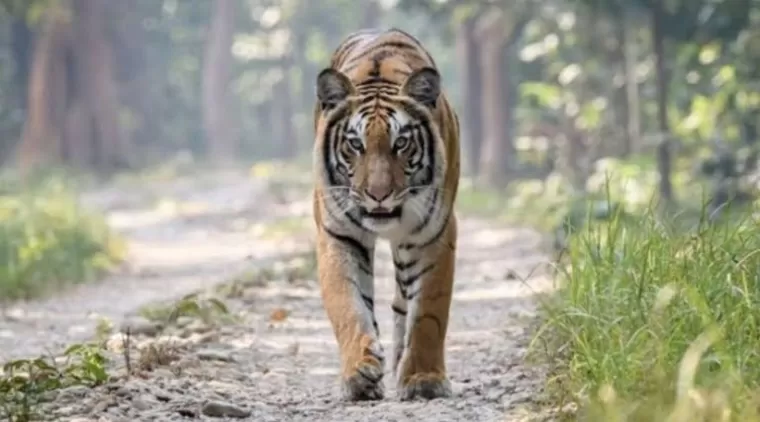 Tewas! Harimau Sumatera Terkam Pekerja Kebun Sawit di Siak