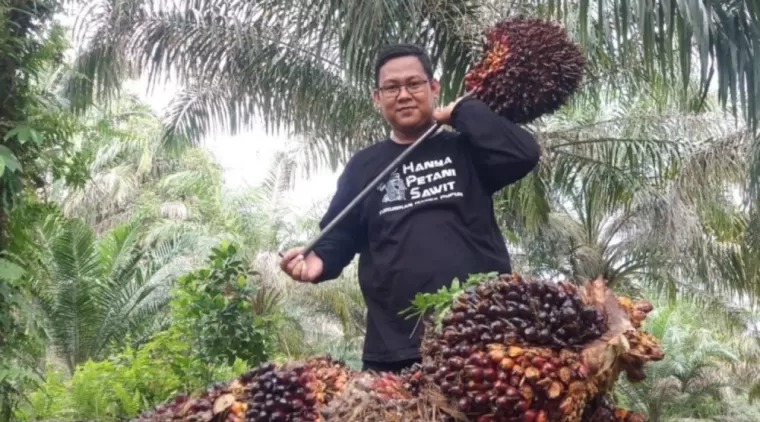 Harga TBS Kelapa Sawit Mitra Swadaya di Riau Naik