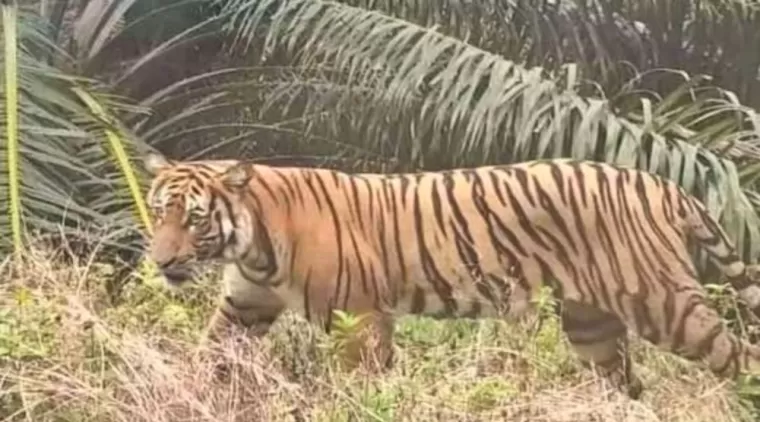 Viral! Kemunculan Empat Harimau di Pelalawan, BBKSDA Ingatkan Kewaspadaan