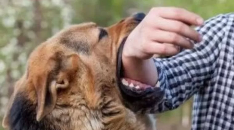 Dinas PKH Riau Berikan Vaksinasi Rabies Gratis, Ini Jadwal dan Lokasinya