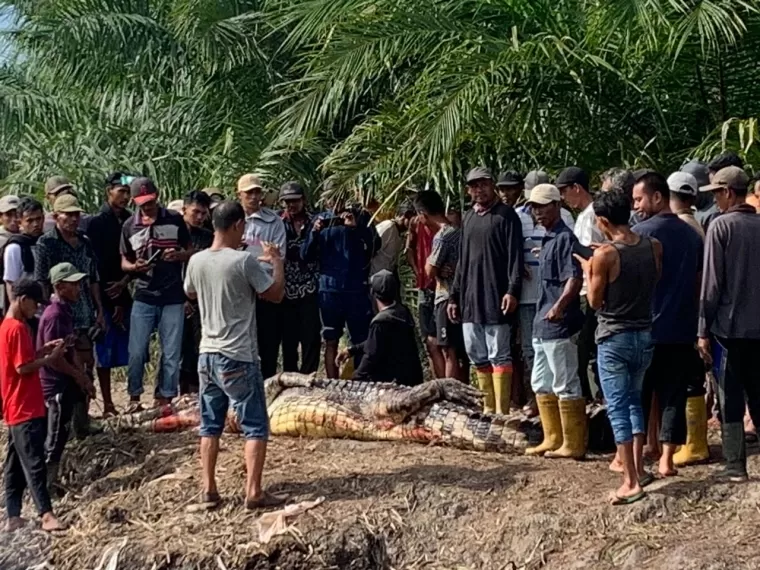 Begini Kronologi Kakek Yasim Tewas Diterkam Buaya di Rokan Hilir Riau