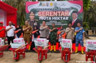 65 Ribu Bibit Jagung Ditanam Serentak di Kampar, Wujudkan Indonesia Emas 2045