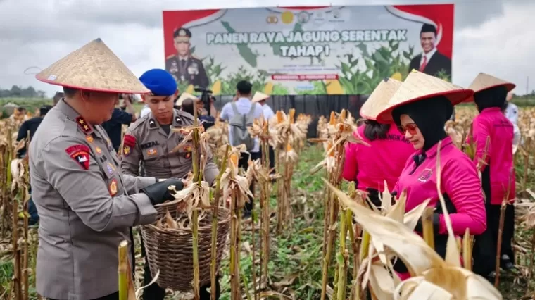 Polda Riau Panen 156 Ton Jagung Tahap Pertama