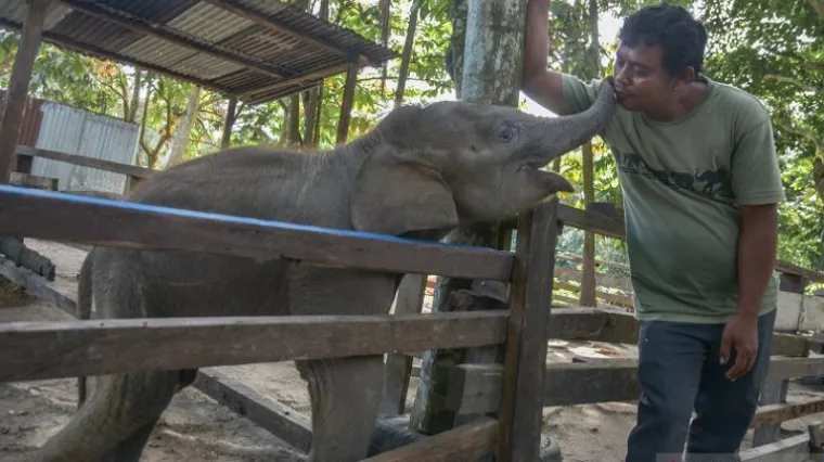 Terpisah dari Induk, Bayi Gajah di Gunung Sari Kini Jadi Penghuni PLG Minas