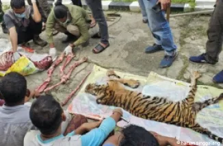 Enam Pria di Rokan Hulu Ditangkap Usai Bantai dan Kuliti Harimau Sumatra