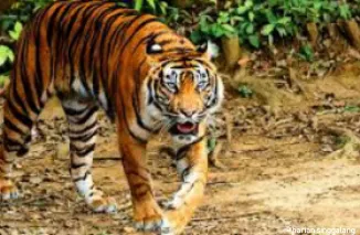 Mengerikan! Serangan Harimau di Pelalawan, Seorang Pekerja Tewas