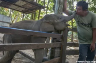 Terpisah dari Induk, Bayi Gajah di Gunung Sari Kini Jadi Penghuni PLG Minas