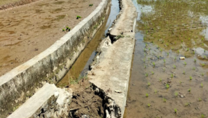 Kondisi kerusakan dinding saluran irigasi Korong Bukik Caliak Nagari Campago Kec.V Koto Kampung Dalam Kabupaten Padang Pariaman.