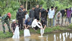 Foto Gubernur Mahyeldi Lepas 8.000 Bibit Nila di Simawang Sambil Merespons Usulan Pengerasan Jalan Pertanian