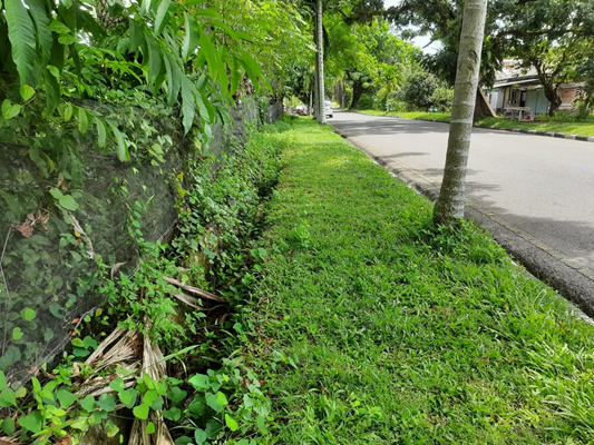 Trotoar dan selokan yang sudah ditumbuhi rumput liar yang tebal di Jalan Tuanku Tambusai Kota Pariaman.