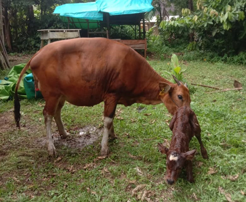 Ternak sapi bantuan Dinas Peternakan dan Kesehatan Hewan Prov. Sumbar Tahun 2021 menampakan hasil di salah satu Keltan penerima bantuan di Kota Pariaman.