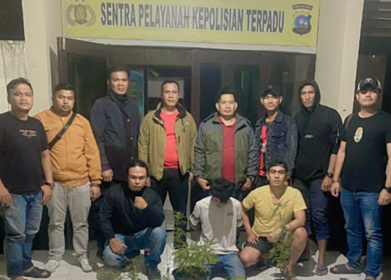 Ketahuan Bercocok Tanam 23 Batang Ganja, Pemuda di Solok Diringkus Polisi. (Foto: Dok istimewa)