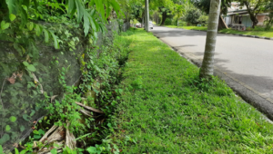 Trotoar dan selokan yang sudah ditumbuhi rumput liar yang tebal di Jalan Tuanku Tambusai Kota Pariaman.