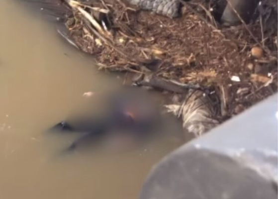 Sesosok Mayat Pria Ditemukan Mengapung di Sungai Solok. (Foto: Dok istimewa)