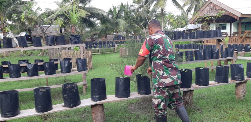 Foto Inovatif Produktif Babinsa Koramil 01/Sikabaluan, Berikan Contoh Kepada Masyarakat Menanam Cabe