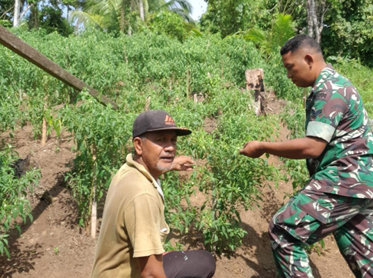 Foto Babinsa Koramil 03/Sipora, Serda P. Situngkir Motivasi Masyarakat Binaan Petani Cabe