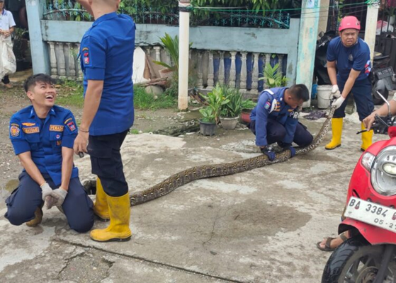 Petugas Damkar Evakuasi Ular Piton Sepanjang 4 Meter dari Gudang Rumah Warga di Padang. (Foto: Dok istimewa)