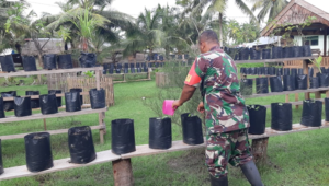 Foto Inovatif Produktif Babinsa Koramil 01/Sikabaluan, Berikan Contoh Kepada Masyarakat Menanam Cabe