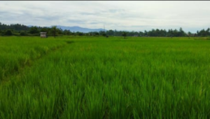 Secuil areal sawah tadah hujan di Pariaman Selatan Kota Pariaman.