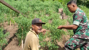 Foto Babinsa Koramil 03/Sipora, Serda P. Situngkir Motivasi Masyarakat Binaan Petani Cabe