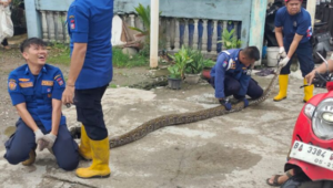 Petugas Damkar Evakuasi Ular Piton Sepanjang 4 Meter dari Gudang Rumah Warga di Padang. (Foto: Dok istimewa)