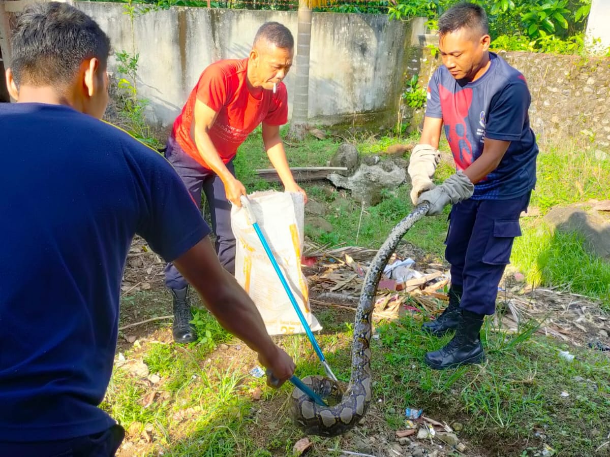 Foto Bikin Panik Warga Balai Ahad Lubuk Basung, Ular Piton Pemangsa Ayam Dievakuasi Damkar Agam