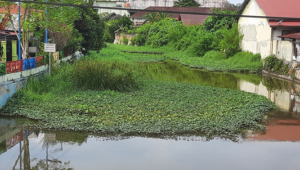 Secuil kondisi aliran Batang Pampan yang ditumbuhi gulma dan tanaman perdu yang akan dibersihkan terlihat dari atas jembatan, tak jauh dari Simpang Amadin arah ke pantai Pariaman. (Trisnaldi).