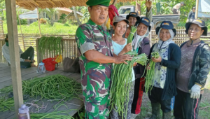 Foto Babinsa Koramil 03/Sipora: Motivasi Masyarakat Produktif Menanam Sayuran