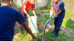 Foto Bikin Panik Warga Balai Ahad Lubuk Basung, Ular Piton Pemangsa Ayam Dievakuasi Damkar Agam