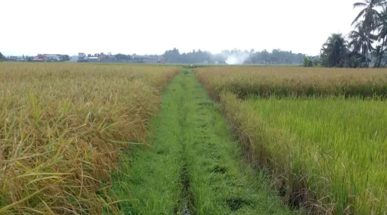 Irigasi Saluran cacing yang masih konvensional di areal sawah petani di Marabau, Kota Pariaman.