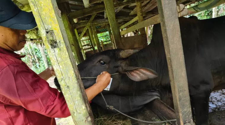 Anggota Tim kesehatan hewan memasang label layak qurban.