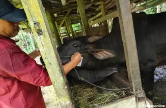 Anggota Tim kesehatan hewan memasang label layak qurban.