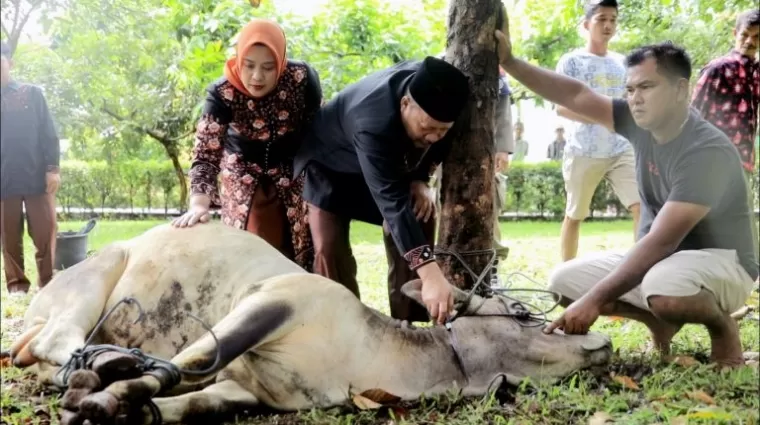 Bupati Agam Dr. H. Andri Warman, MM didampingi keluarganya menyaksikan dan melakukan pemotongan hewan qurban di halaman belakang Masjid Nurul Falah Lubuk Basung