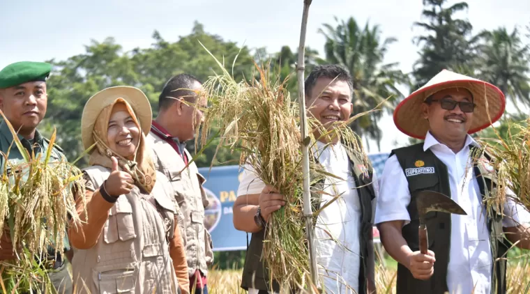 Pj Wako Payakumbuh Suprayitno ketika melakukan panen padi di sawah sekitar kawasan Batang Agam kelurahan Bulakan Balai Kandi Kecamatan Payakumbuh Barat, Rabu 12 Juni 2024.