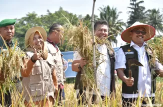 Pj Wako Payakumbuh Suprayitno ketika melakukan panen padi di sawah sekitar kawasan Batang Agam kelurahan Bulakan Balai Kandi Kecamatan Payakumbuh Barat, Rabu 12 Juni 2024.