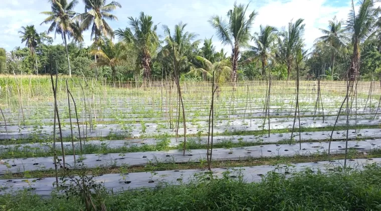 Hamparan kebun Ketimun melalui Progran Ketahanan Pangan tahun 2024 di Desa Sikabu Kota Pariaman.