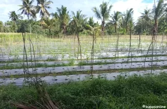 Hamparan kebun Ketimun melalui Progran Ketahanan Pangan tahun 2024 di Desa Sikabu Kota Pariaman.