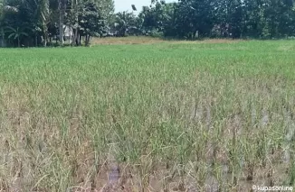 Sudah 25 Hektar Tanaman Padi Petani Diserang Hama Wereng di Kota Pariaman